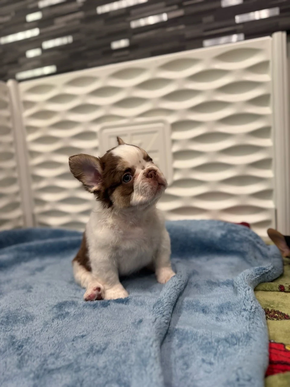 Baby, Chocolate-and-white French Bulldog puppy on a blue blanket