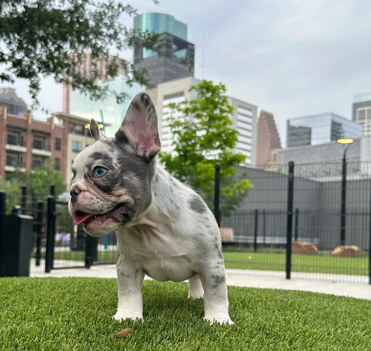 Sweetness, Merle French Bulldog at a city dog park